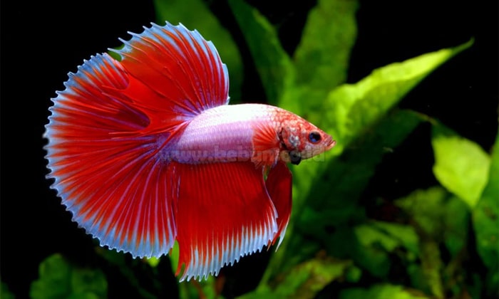 9800 Koleksi Gambar Ikan Cupang Yang Bagus Terbaik