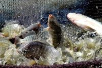 Cara Budidaya Ikan Nila di Kolam Tanah Bagi Pemula
