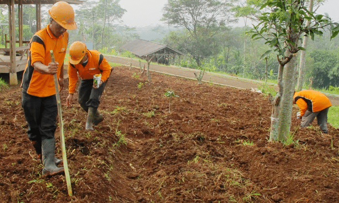 Cara Menanam Jagung  dengan Mudah 100 PANEN 