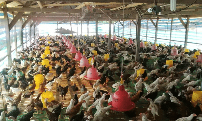 Ayam Buras, Jenis dan Sistem Pemeliharaannya