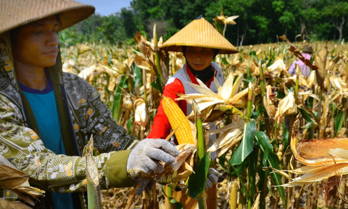 Cara Menanam Jagung dengan Mudah 100 PANEN 