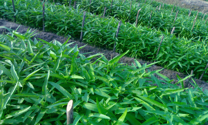 Cara Menanam Kangkung Darat Hasil Melimpah