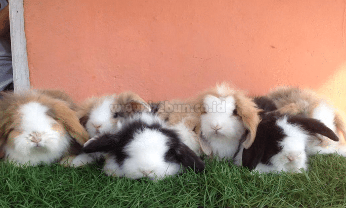 Kelinci Anggora : Ciri-ciri, Jenis dan Harga Jualnya