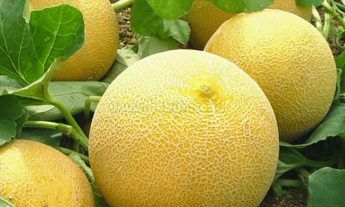 Budidaya Melon, Panduan Cara Menanam Hasil Maksimal