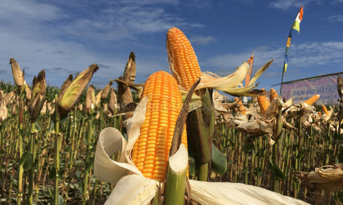 Cara Menanam Jagung dengan Mudah