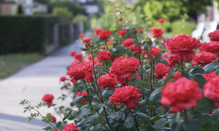 Cara Menanam Bunga Mawar Dan Penjelasannya Lengkap