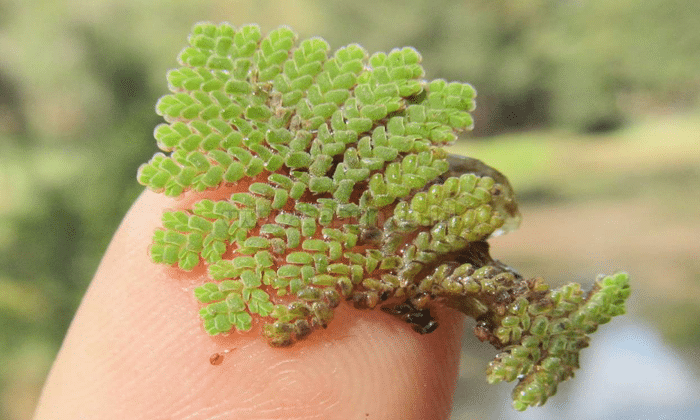 Azolla Pinnata