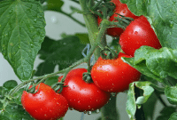 Cara Budidaya Tanaman Tomat Mudah Praktis