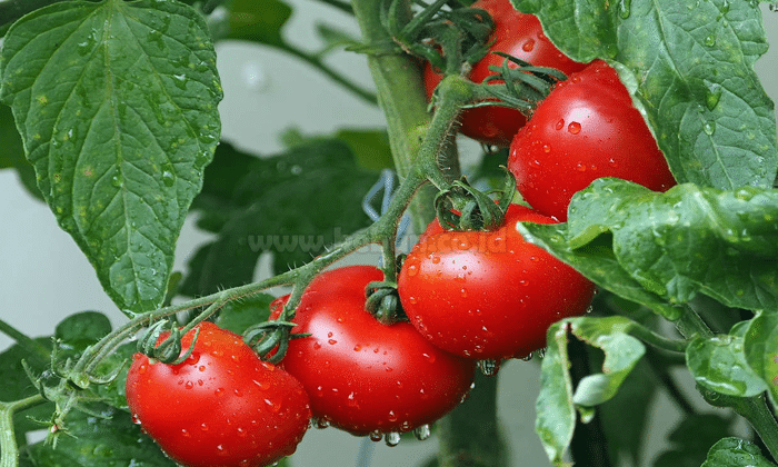 Cara Budidaya Tanaman Tomat Mudah Praktis