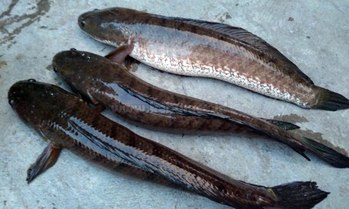 Ikan Gabus