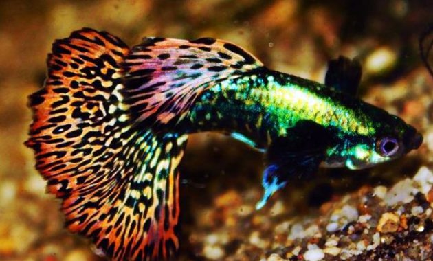 Ikan Guppy Leopard