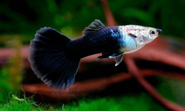 Ikan Guppy Tuxedo