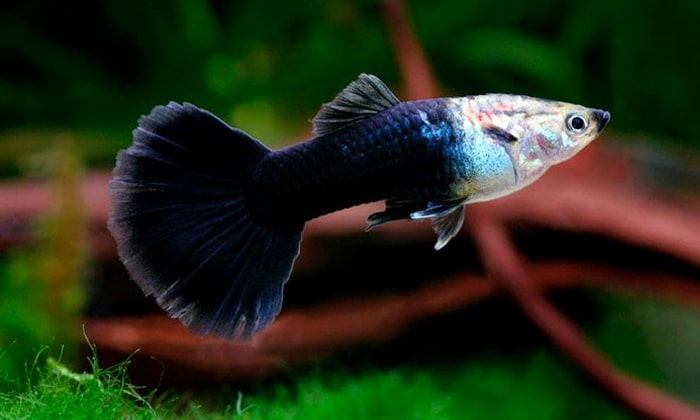 Budidaya Ikan Guppy : Panduan Cara Mudah untuk Pemula