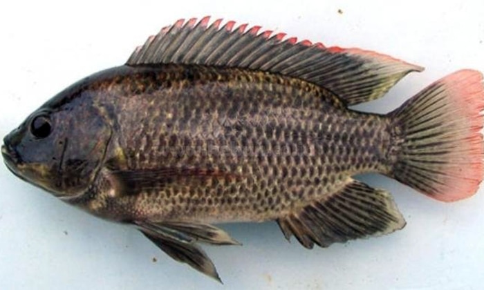 Ikan Mujair