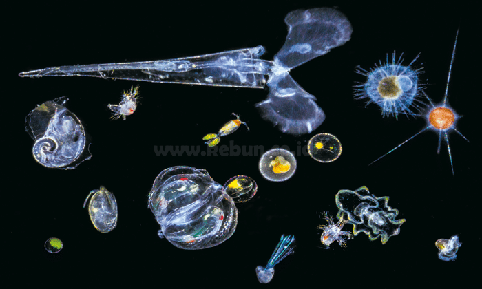 Plankton dan Fitoplankton