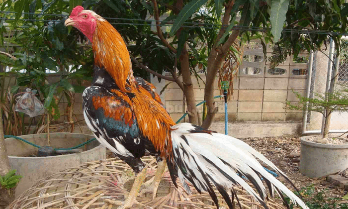 Cara Merawat Ayam Bangkok Aduan Siap Tarung - Kebun.co.id