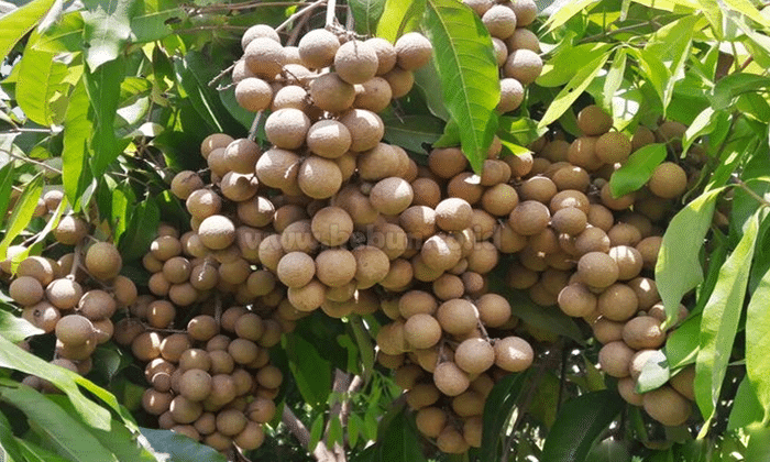 Cara Mudah dan Praktis Mencangkok Pohon Kelengkeng