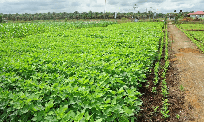 Cara Menanam Kacang Tanah yang Baik Hasil Melimpah