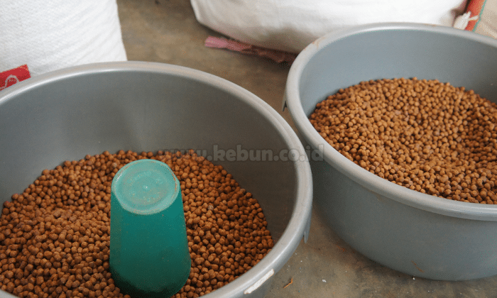 Proses Membuat Pakan Ikan Sederhana dan Ekonomis