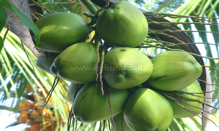 Manfaat Air Kelapa Hijau Bagi Kesehatan Tubuh