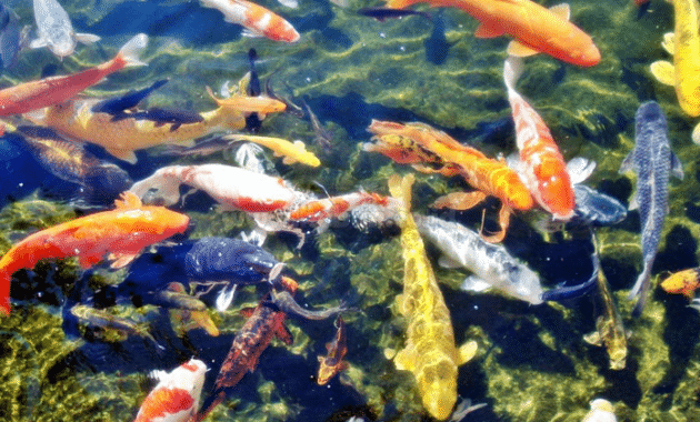 Budidaya Ikan Koi, Pemeliharaan, Jenis, Ciri dan Analisanya