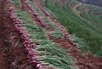 Cara Budidaya Bawang Merah Mudah dan Praktis