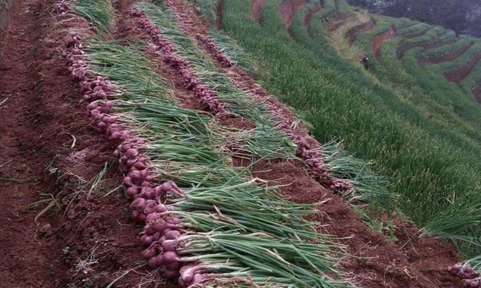 Cara Budidaya Bawang Merah Mudah dan Praktis