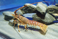 Cara Budidaya Lobster Air Tawar Mudah Bagi Pemula