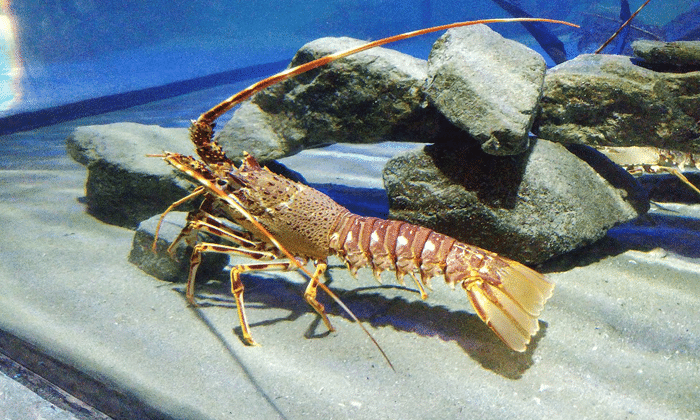 Cara Budidaya Lobster Air Tawar Mudah Bagi Pemula