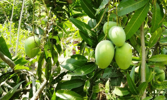 Cara Menanam Mangga  Cangkokan Cepat Berbuah Lebat