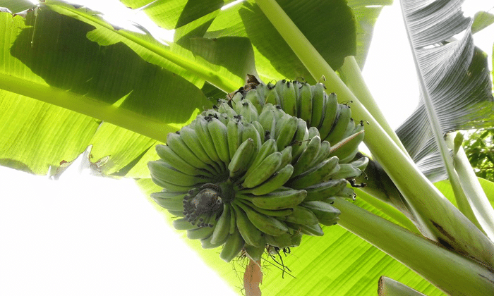 Cara Budidaya Pisang Kepok Serta Analisa Usahanya