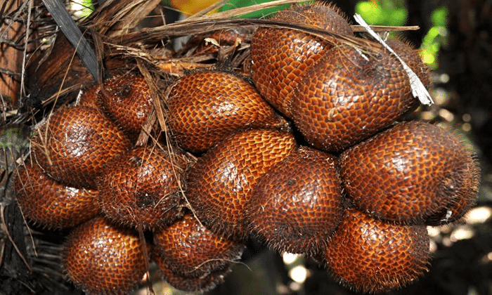 Cara Budidaya Salak Pondoh Agar Berbuah Lebat