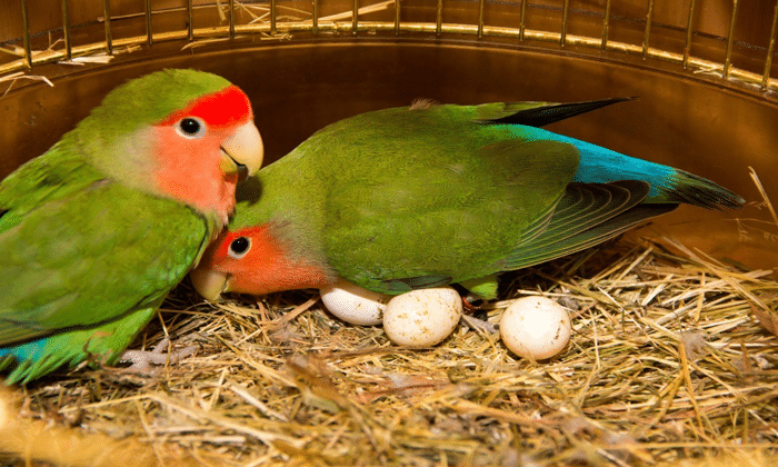 Cara Budidaya Ternak Burung Lovebird Bagi Pemula