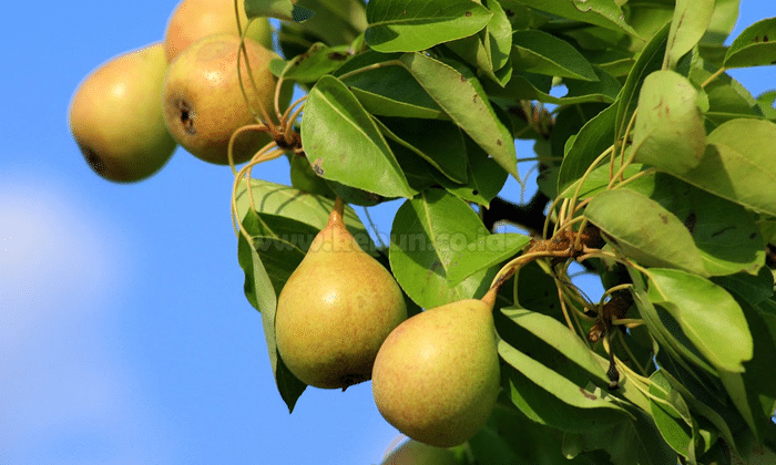 Cara Menanam Buah Pir Dalam Pot Agar Berbuah Lebat