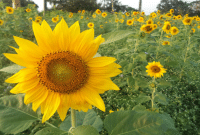 Cara Mudah Menanam Bunga Matahari Bagi Pemula