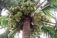 Cara Mudah Menanam Pohon Kelapa Serta Manfaatnya