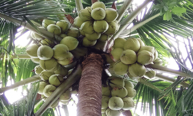 Cara Mudah Menanam Pohon Kelapa Serta Manfaatnya