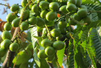 Panduan Cara Budidaya Buah Matoa Agar Cepat Berbuah