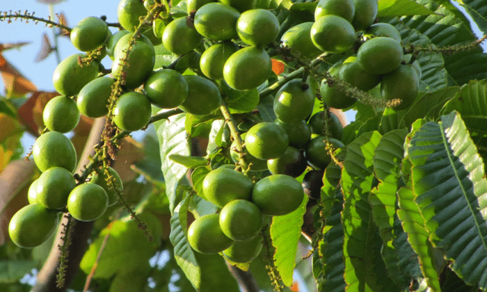 Panduan Cara Budidaya Buah Matoa Agar Cepat Berbuah