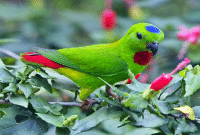 Panduan Cara Budidaya Burung Serindit Bagi Pemula