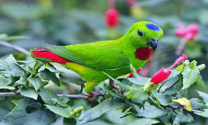  Panduan Cara Budidaya Burung Serindit Bagi Pemula