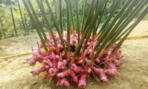 Panduan Cara Menanam Lengkuas di Pot