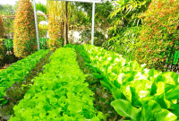 Panduan Cara Menanam Sayuran Organik Di Rumah