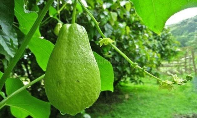 Cara Budidaya Labu Siam Agar Cepat Berbuah Bagi Pemula