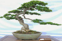 Cara Membuat Bonsai Sancang dan Perawatannya Bagi Pemula