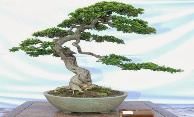 Cara Membuat Bonsai Sancang dan Perawatannya Bagi Pemula