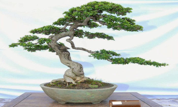 Bonsai Sancang : Cara Membuat dan Perawatannya Bagi Pemula - Kebun.co.id