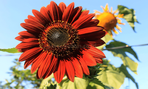 Cara Menanam Bunga Matahari Velvet Queen Bagi Pemula