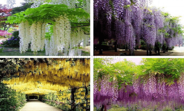 Cara Menanam dan Merawat Bunga Wisteria (Bunga Fuji)