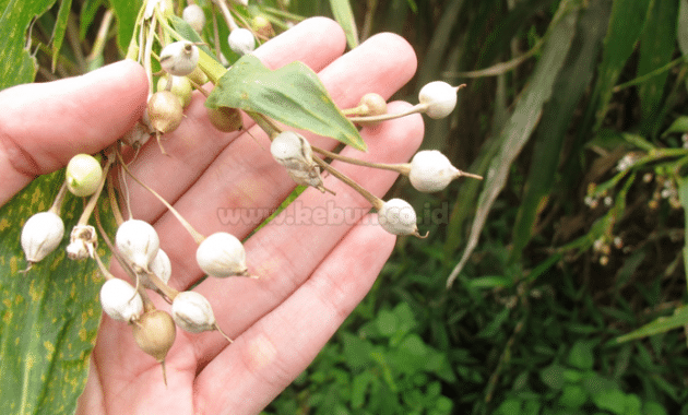 Panduan Cara Budidaya Hanjeli Bagi Pemula Agar Cepat Panen